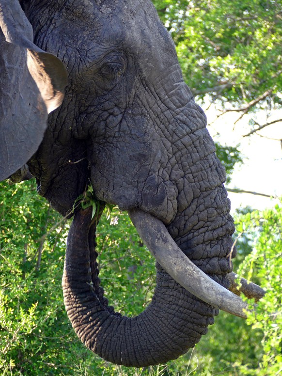cute news animal tier elefant

https://www.reddit.com/r/Elephants/comments/rsr1lu/doing_what_elephants_do_best/