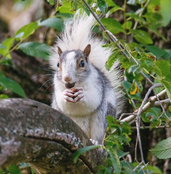 cuet news tier eichhörnchen

https://www.reddit.com/r/squirrels/comments/14w6jfj/unusual_gray_squirrel/