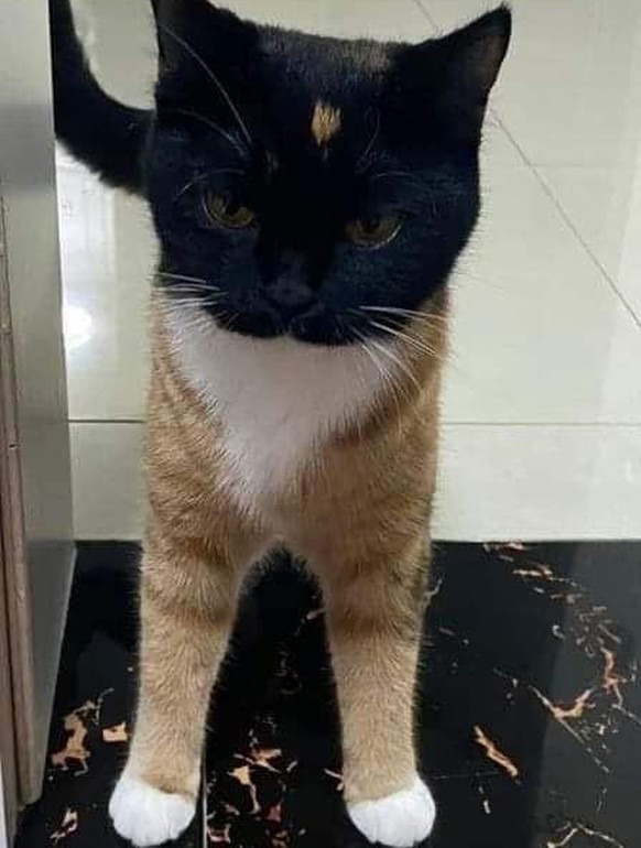 cute news tier katze

https://ch.pinterest.com/pin/1121888957180033318/