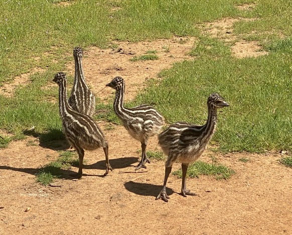 cute news tier baby emu

https://www.reddit.com/r/Animals/comments/12z5xwh/cute_baby_emus_in_my_neighborhood/