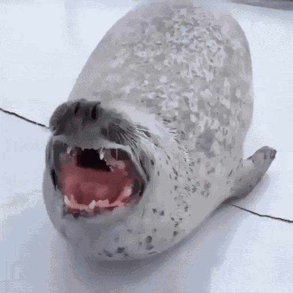 GIF animé