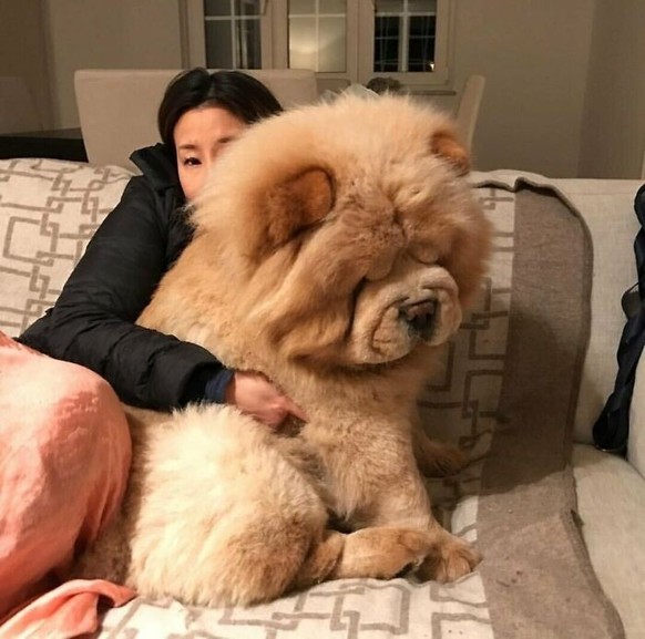 cute news animal tier hund dog

https://www.boredpanda.com/giant-dog-breeds/?utm_source=google&amp;utm_medium=organic&amp;utm_campaign=organic