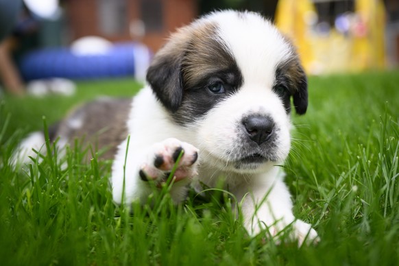 epa10146885 One of seven one month old puppies Sant-Bernard plays in the grass at the Barry Foundation&#039;s kennel, in Martigny, Switzerland, 30 August 2022. The Saint Bernard dog &quot;Edene du Gra ...