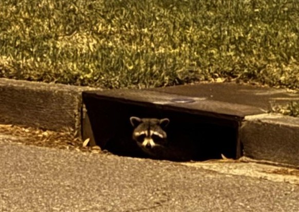 cute news tier waschbär
https://www.reddit.com/r/Raccoons/comments/1kbdzt0/neighborhood_watch/