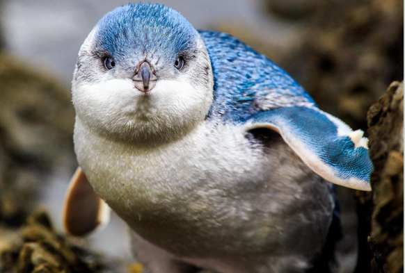cute news tier zwergpinguin
https://www.reddit.com/r/Awwducational/comments/1087vtp/the_little_penguin_also_known_as_the_blue_penguin/