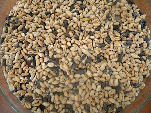 Des sclérotes d&#039;ergot du seigle