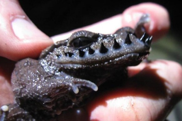 Leptobrachium boringii, gemeinhin bekannt als Emei-Schnurrbartkröte oder Taosze-Stachelkröte

https://www.reddit.com/r/oddlyterrifying/comments/pyikf7/endemic_to_china_the_male_emei_moustache_toad/