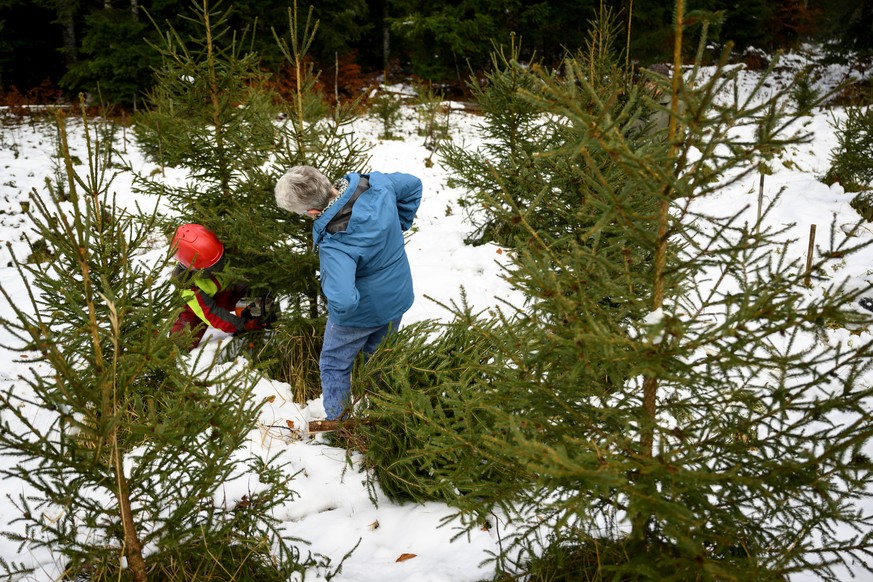 Une personne choisit son sapin de Noël à Pampigny, sur la commune de Hautemorges (VD).