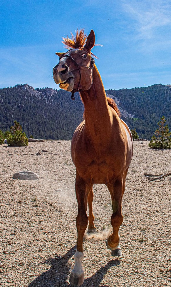 cute news animal tier pferd horse

https://imgur.com/t/horse/kOpbiAB