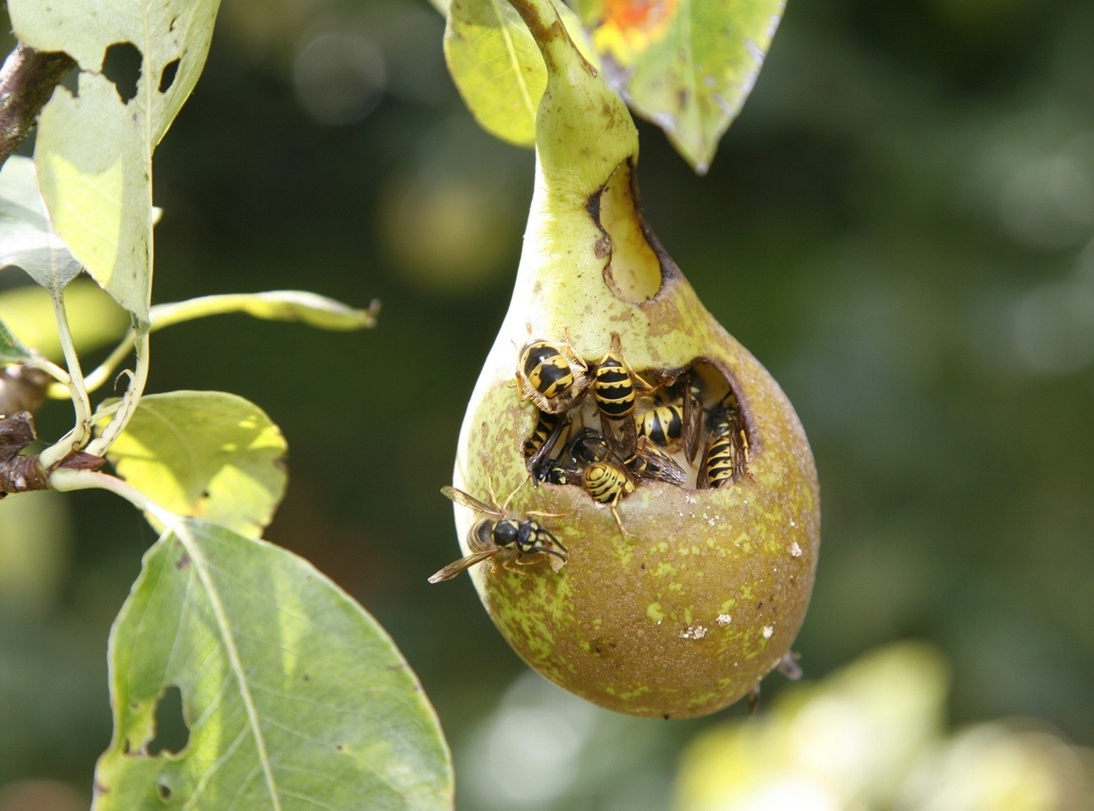 Des guêpes grignotent une poire.