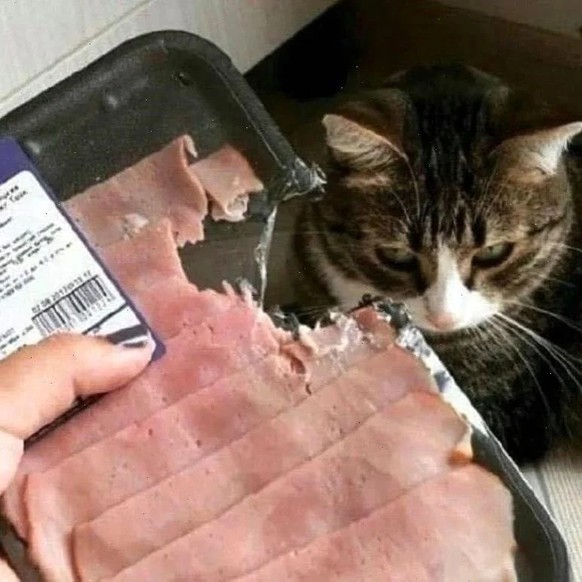 cute news tier katze

https://www.reddit.com/r/aww/comments/1em4e7n/oh_no_haha/
