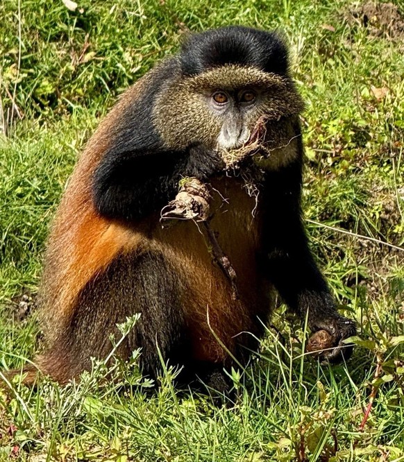 Un singe doré grignotant des herbes aromatiques, au Rwanda.