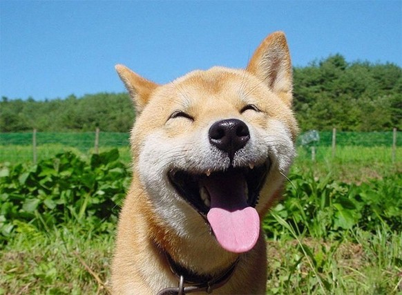 des shiba inus trop mignons!