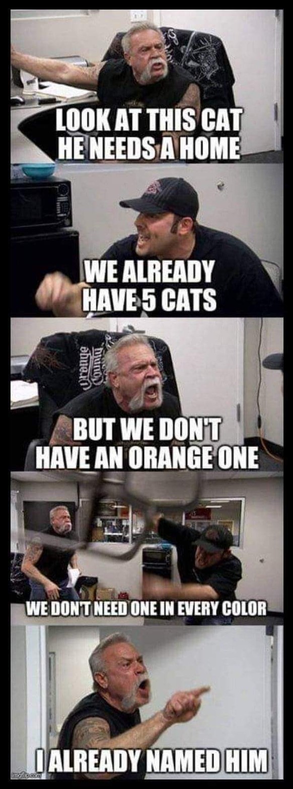 - Regarde ce chat, il a besoin d'une maison!- On a déjà 5 chats!- Mais on en a pas en orange!- On a pas besoin d'un avoir un de chaque couleur!- Je lui ai déjà donné un nom!