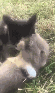 GIF animé