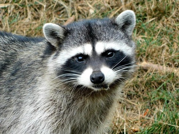 cute news tier waschbär

https://www.reddit.com/r/Raccoons/comments/16l5tz9/sunday_brunch_with_boone/