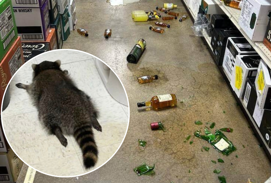 Ce raton laveur n'aurait jamais dû siffler toutes ces bouteilles