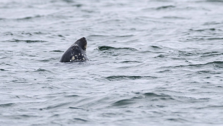 epa10789814 A gray seal, halichoerus grypus, feeds in the waters off of Lighthouse Beach in Chatham, Massachusetts, USA, 07 August 2023. A recent study from the Atlantic White Shark Conservancy found  ...