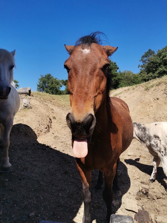 cute news tier pferd

https://www.reddit.com/r/GrassDoggos/comments/1ly2yon/i_just_found_out_that_horse_bleps_are_the_cutest/