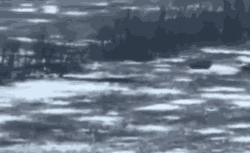 GIF animé