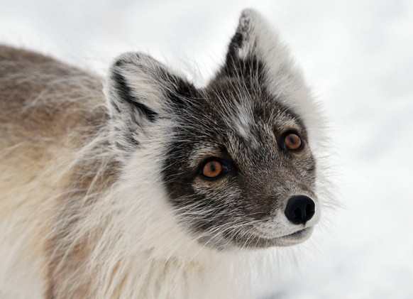 Expedition by Russian Arctic National Park 3164673 19.06.2017 An Arctic fox on an island of the Franz Josef Land archipelago. Vera Kostamo / Sputnik Arkhangelsk region Russia PUBLICATIONxINxGERxSUIxAU ...