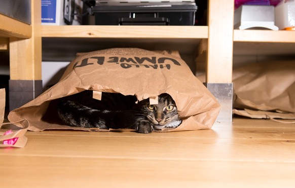 2020 10 08 | Responsible Pet Ownership | topic Cat picture collection .