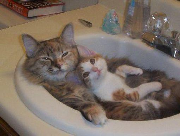 cute news tier katzen schlafen in lavabo

https://www.reddit.com/r/AnimalsBeingSleepy/comments/13ora54/a_sinkfull/