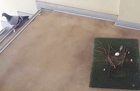 Die lustigsten Fails der Woche: Tauben beim Nestbauen