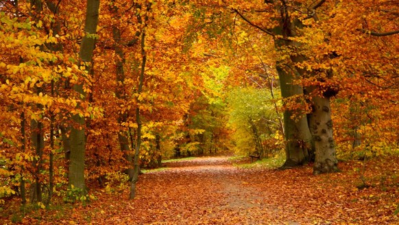 Herbst, Bäume mit gelb-rot verfärbten Blättern, Herbstlaub (Symbolbild)