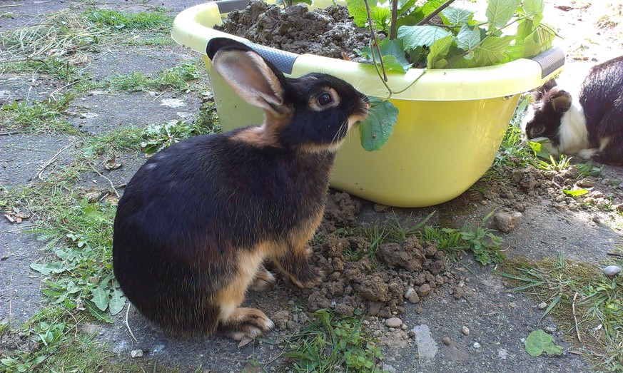 2013 rabbit keeping in groups | open air enclosure | Lower Austria