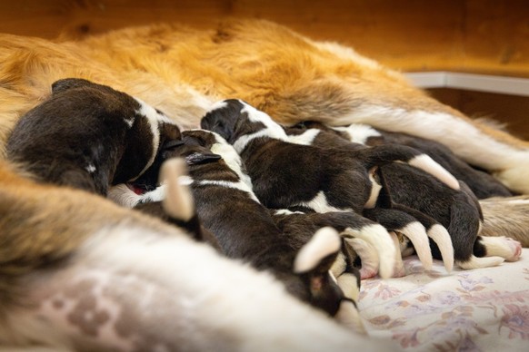 a Fondation Barry accueille onze chiots Saint-Bernard, visibles dès décembre ou déjà via webcam en octobre 2025.