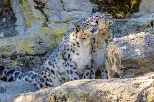 Saida et Shahrukh, les jeunes parents au zoo de Zurich.