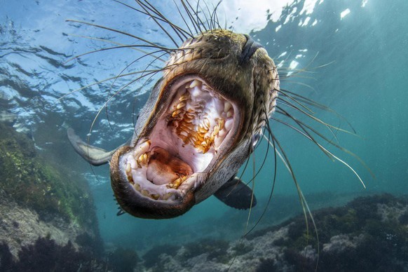 World Nature Photography Awards 2021: Animals in their Habitat, 2. Platz, Celia Kujala, US. Juvenile California sea lion, Coronado Islands, Baja California, Mexico.