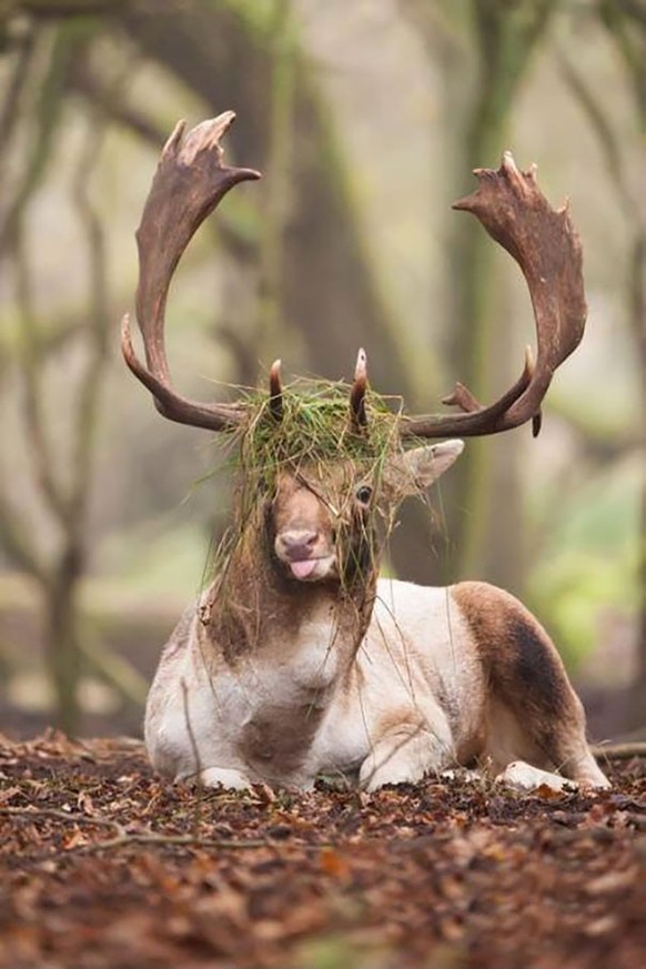 cute news tier hirsch

https://www.boredpanda.com/funny-unphotogenic-animals/?utm_source=lens.google&amp;amp;utm_medium=referral&amp;amp;utm_campaign=organic