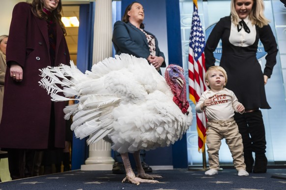 epaselect epa12547922 A turkey named Waddle, set to be pardoned by US President Donald Trump, gets a tour of the Press Briefing Room at the White House in Washington, DC, USA, 25 November 2025. The an ...