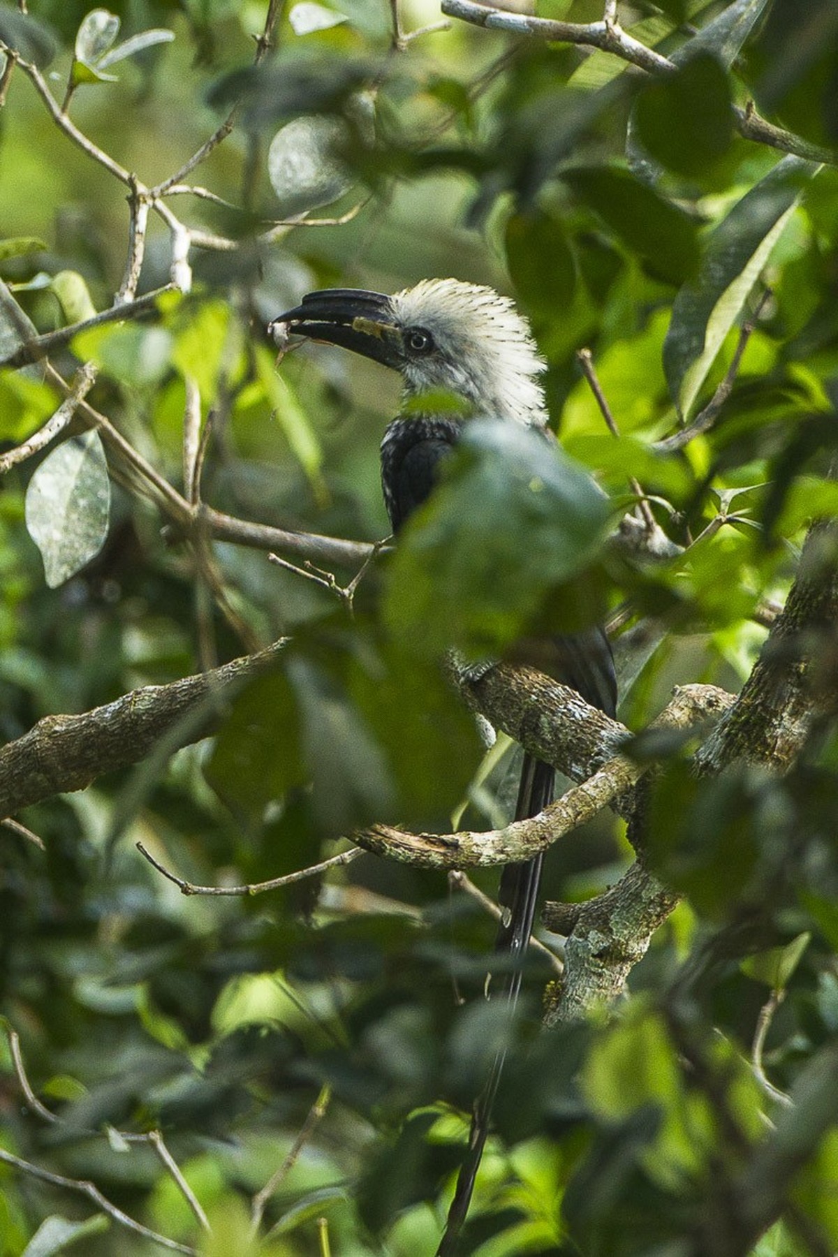 Weissschopf-Hornvogel in Ghana
