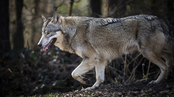 Ein Wolf im Wildpark Bruderhaus, aufgenommen am Montag, 5. Februar 2024 in Winterthur. (KEYSTONE/Michael Buholzer)