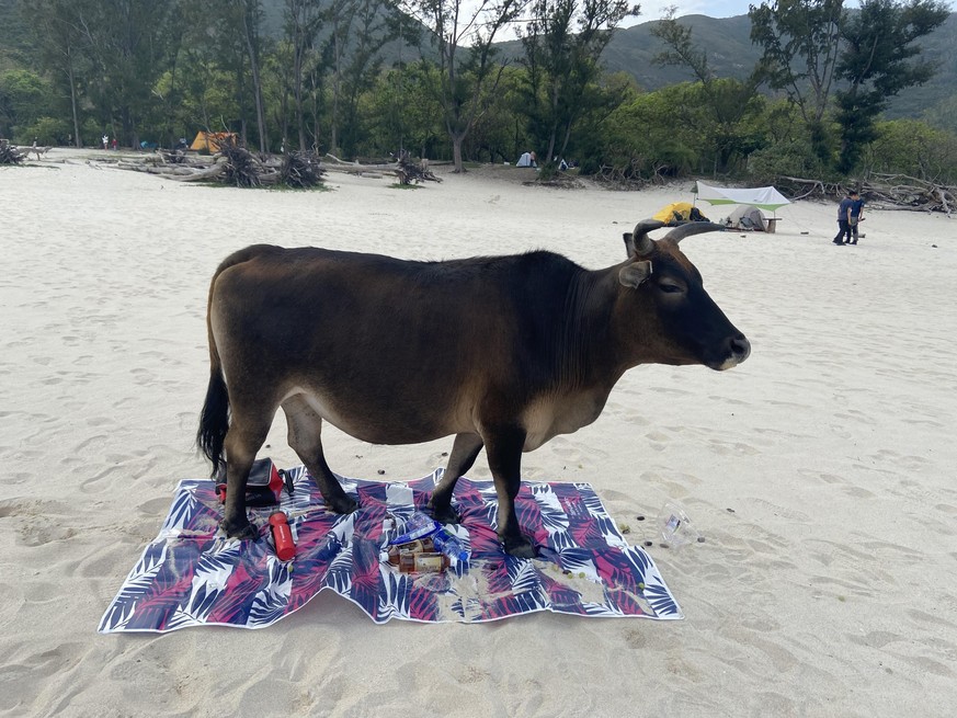 Picnic failed
