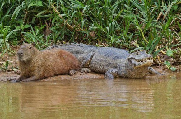 cute news animal capybara crocodile https://www.reddit.com/r/capybara/comments/z7uwua/friendship_goals/