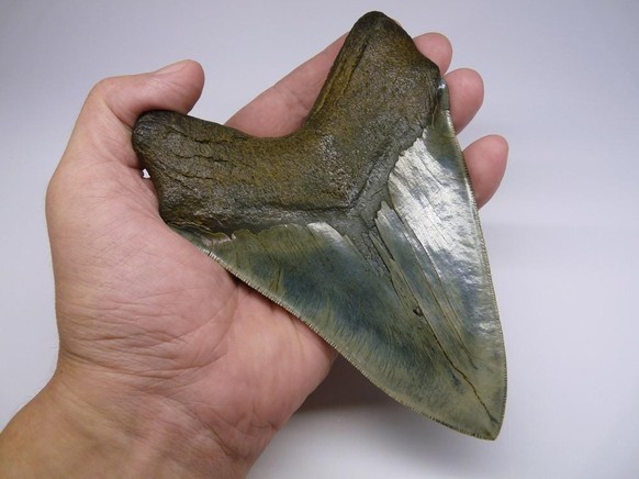 Bis zu 18 Zentimetern lang konnten Megalodons Zähne werden.  