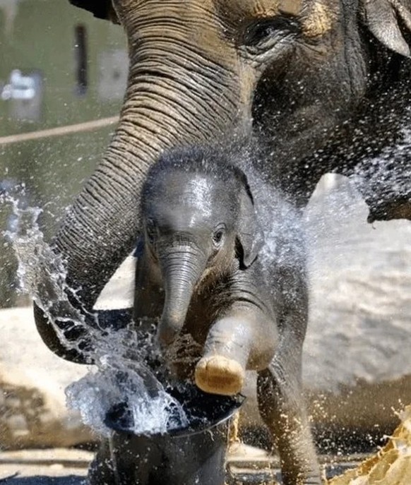 cute news tier elefant

https://www.reddit.com/r/Elephants/comments/17v1b3t/what_a_cutie_pie/