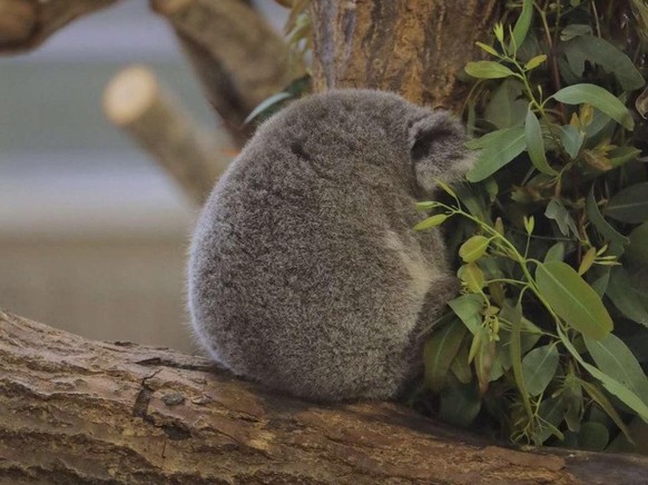 cute news animal tier koala

https://www.reddit.com/r/aww/comments/qgoa3h/little_guykoala/