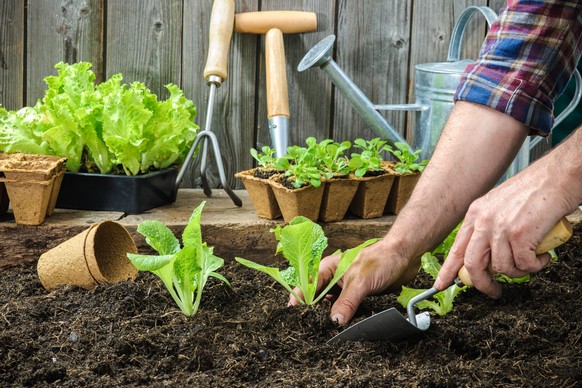 Salate lassen sich einfach selber pflanzen – und später ernten und essen.