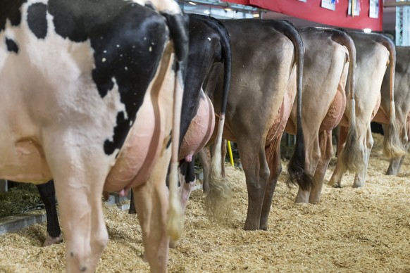 epa06436039 Cows are pictured during the Swiss Expo livestock contest at the Swiss Expo 2018 in Lausanne, Switzerland, 13 January 2018. Swiss Expo is the largest livestock contest form cows in Europe  ...