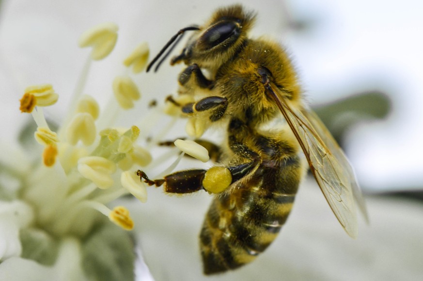 Bienen applizieren die Duftmarke mit ihren Hinterbeinen auf die Blüte.