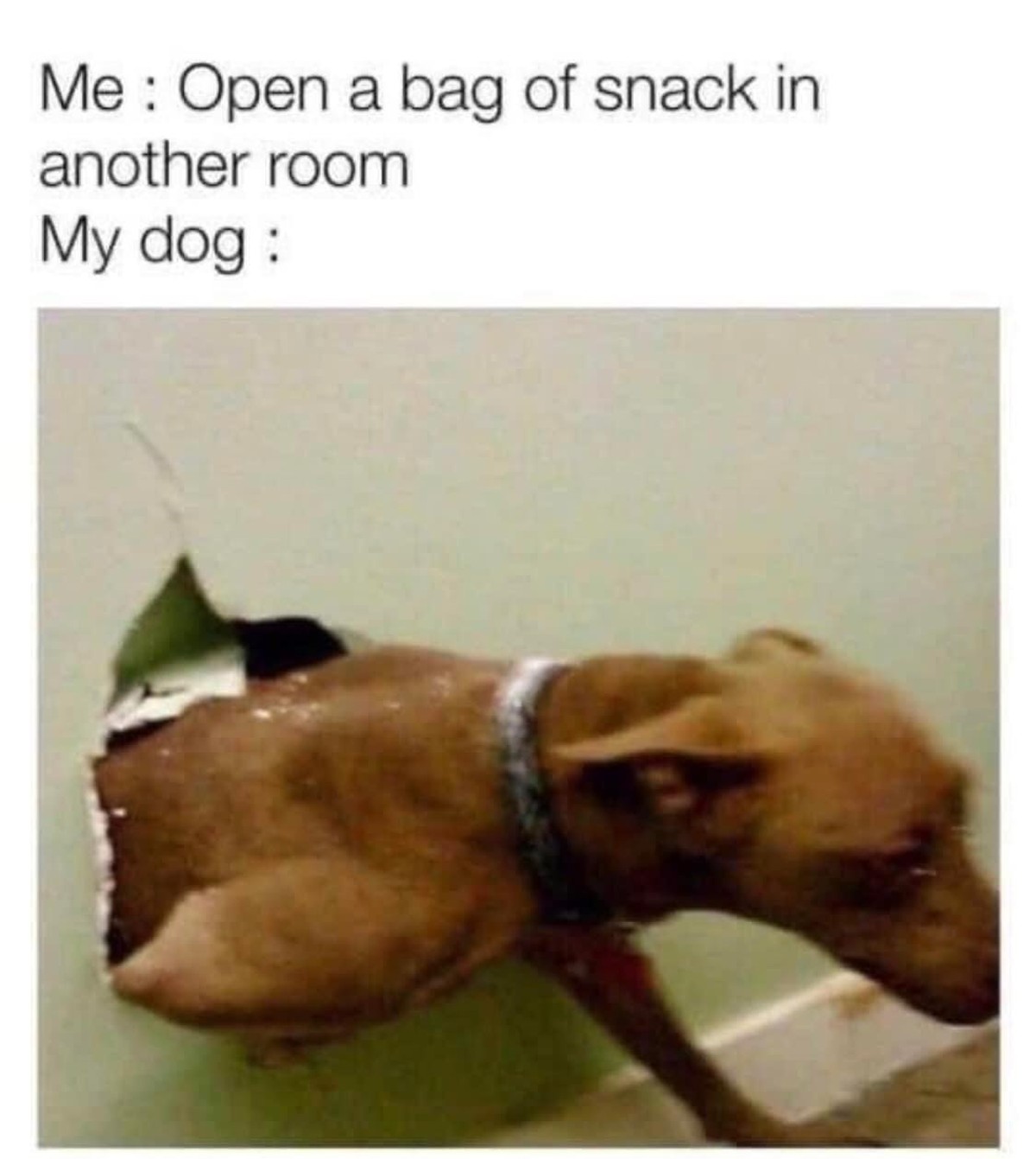 Lustige Hundememes zum Welthundetag