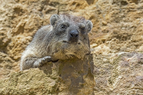 Rock hyrax / dassie / Cape hyrax / rock rabbit Procavia capensis on rock ledge basking in the sun, native to Africa and the Middle East Copyright: Arterrax/xPhilippexClà ment 1012_24_230710p037