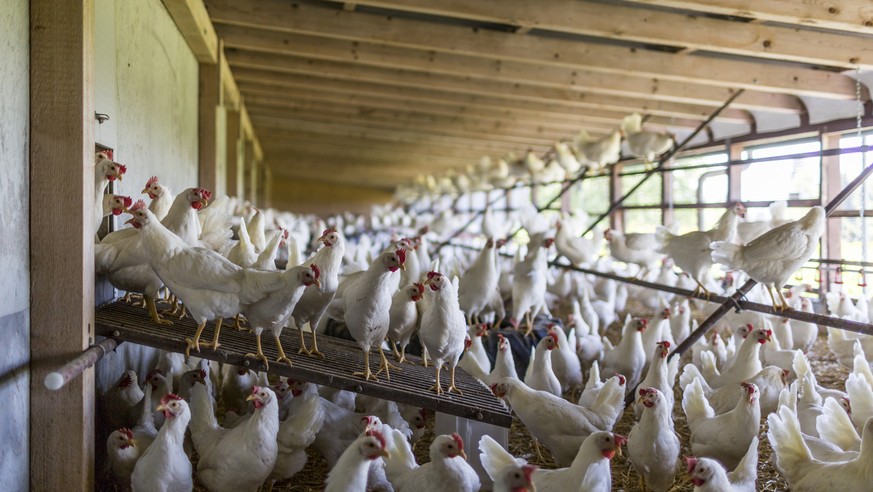 Laying hens in the outdoor area, pictured on June 7, 2013, on Mister Inauen&#039;s farm, where eggs are produced in a barn system, in Duernten, canton of Zurich, Switzerland.

Legehennen im Aussenbere ...