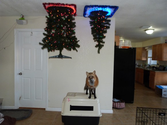 Fuchs an Weihnachten.
http://imgur.com/gallery/WIonDQk