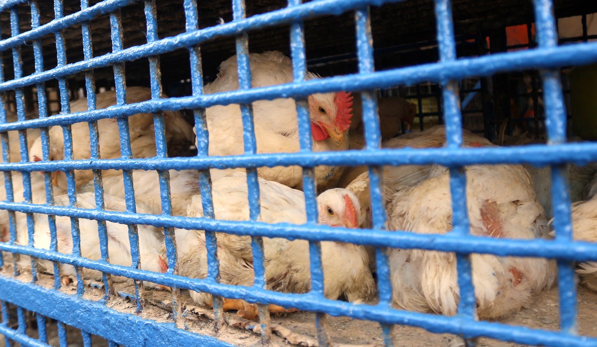 Le régulateur recommande des «volières», soit des structures à étages avec perchoirs et espaces de ponte pour les poules.